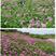 紫云英紫云英种子果园绿肥种子优质种子