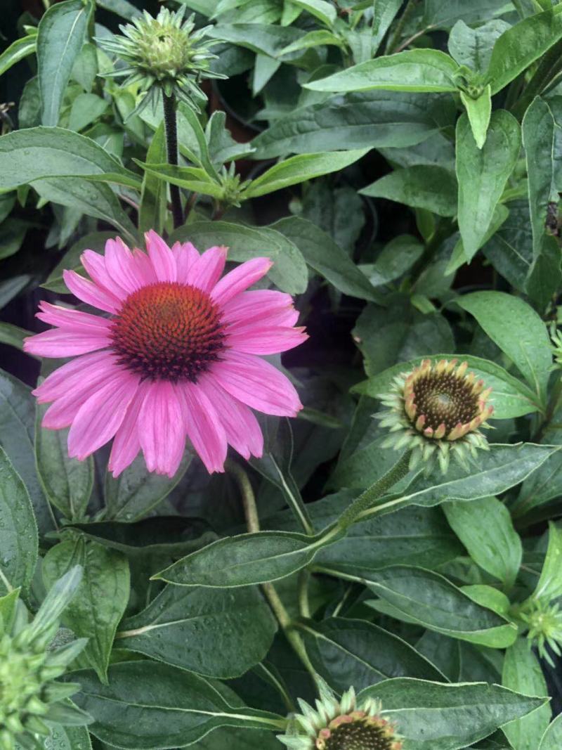 大量供应松果菊种植基地直供量大从优视频看货