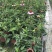 大量供应松果菊种植基地直供量大从优视频看货