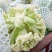 白面青梗松花菜2斤松散米黄，代发全国，市场，加工厂