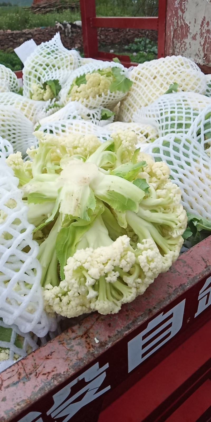 白面青梗松花菜2斤松散米黄，代发全国，市场，加工厂