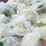 白面青梗松花菜2斤松散米黄，代发全国，市场，加工厂