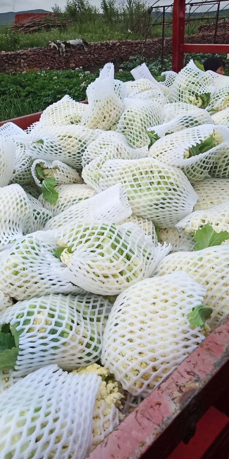 白面青梗松花菜2斤松散米黄，代发全国，市场，加工厂