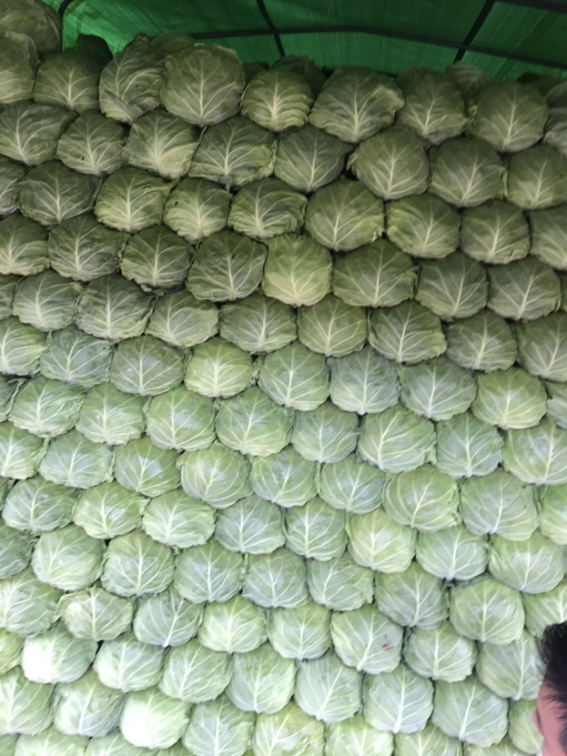 河北邯郸甘蓝大量上市需要的老板联系价格很丽