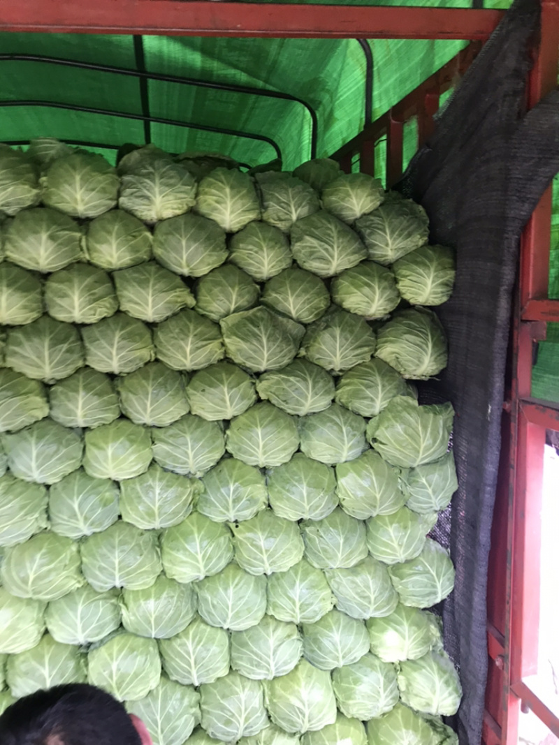 河北邯郸甘蓝大量上市需要的老板联系价格很丽