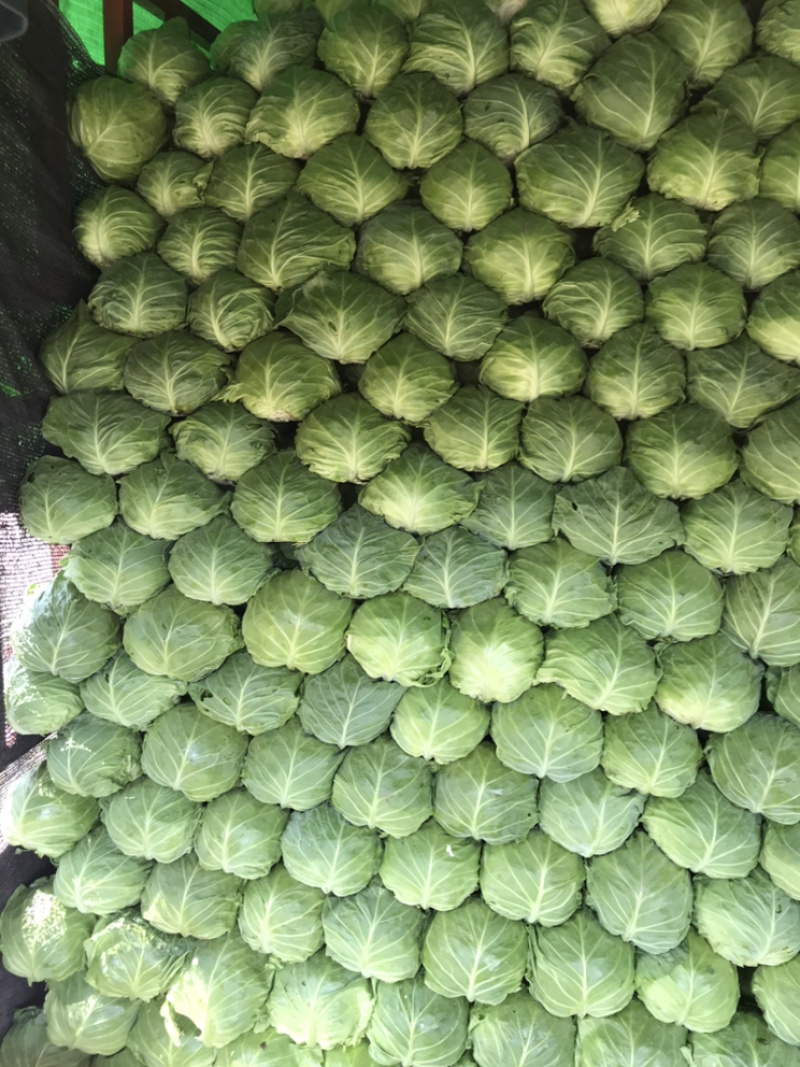 河北邯郸甘蓝大量上市需要的老板联系价格很丽