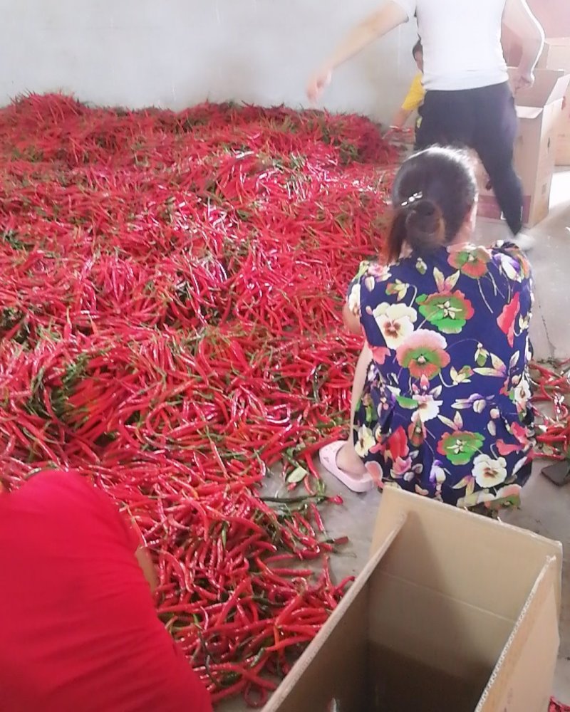 红线椒二青条。辣椒。红椒。精品二青条。。。。。。。