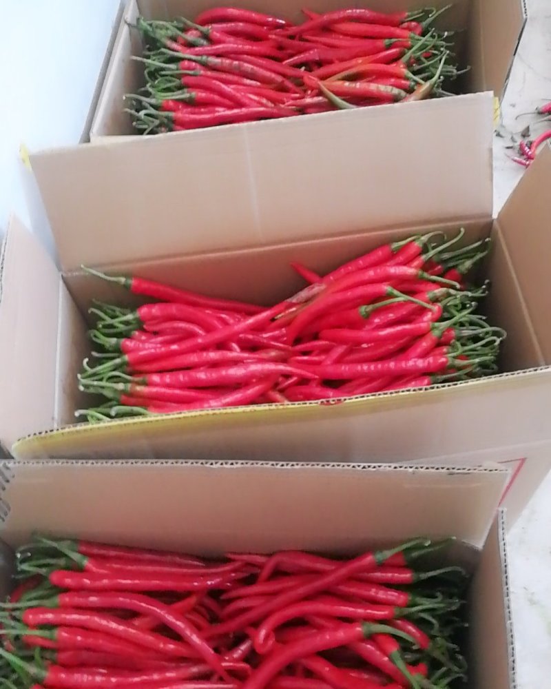 红线椒二青条。辣椒。红椒。精品二青条。。。。。。。