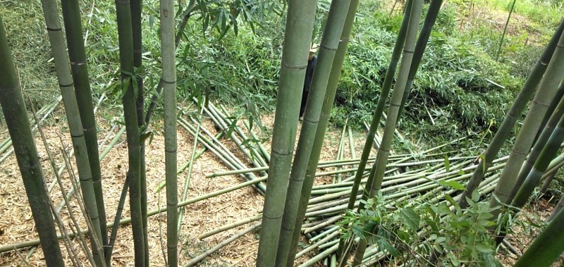 竹子毛竹苦竹班竹楠竹