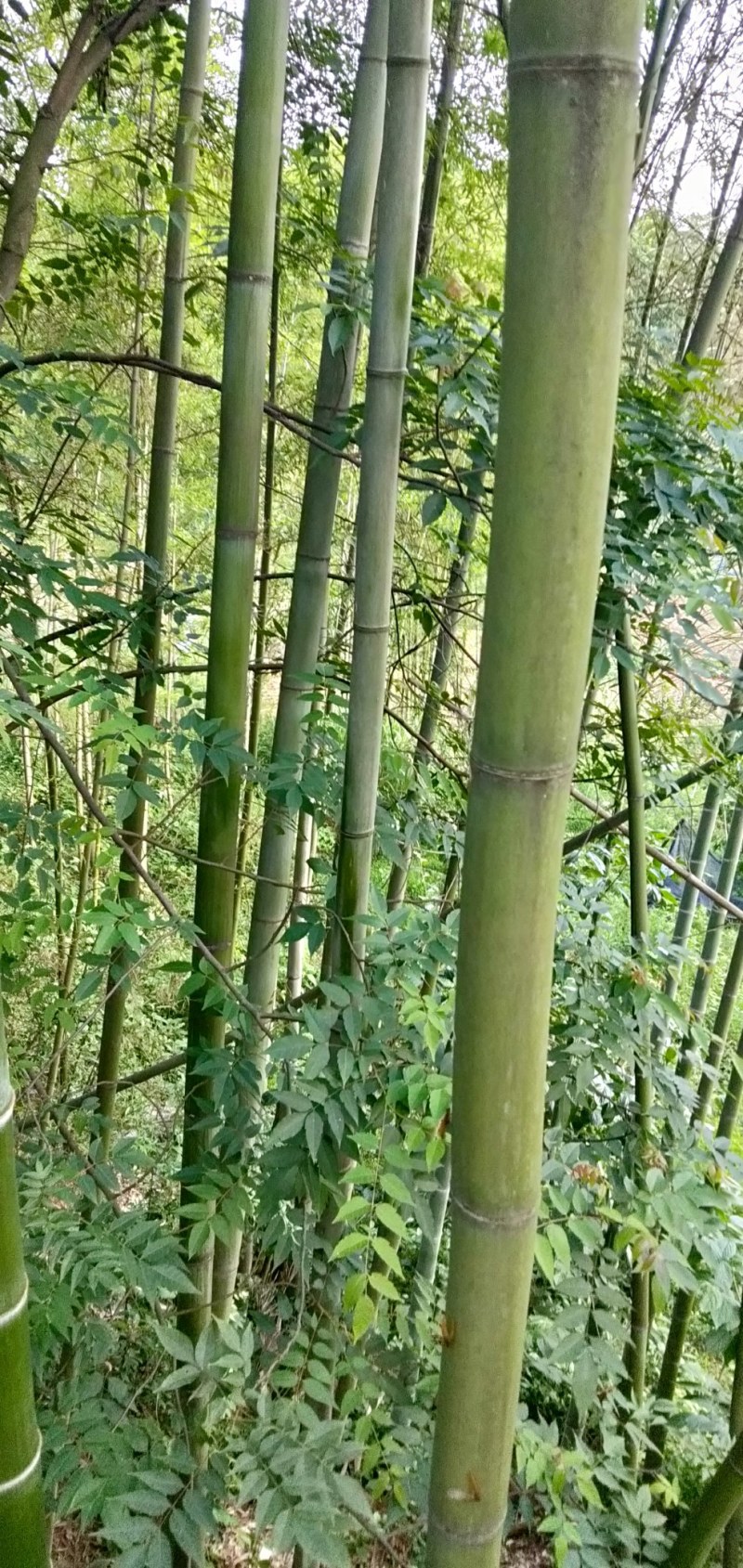 竹子毛竹苦竹班竹楠竹