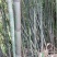 竹子毛竹苦竹班竹楠竹