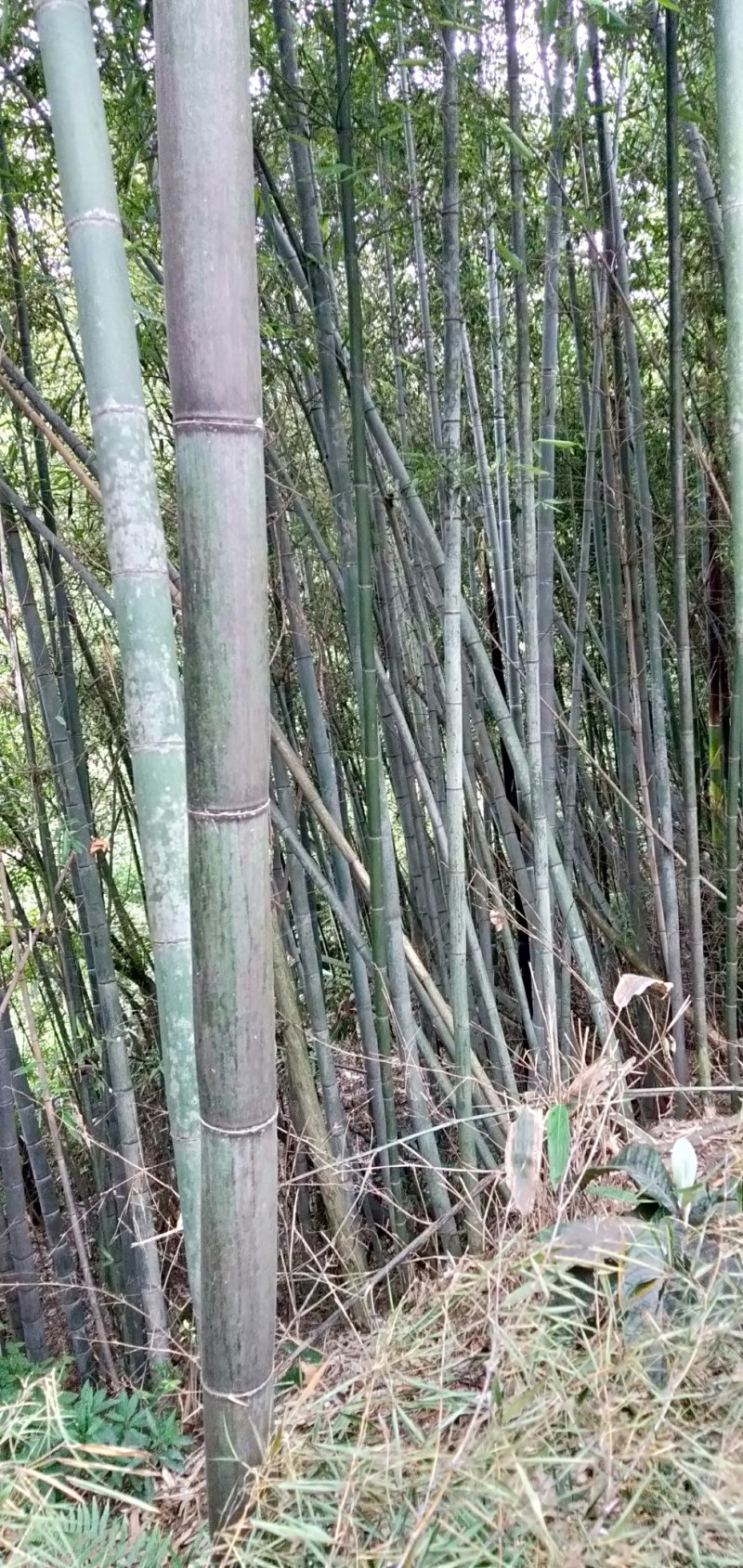 竹子毛竹苦竹班竹楠竹