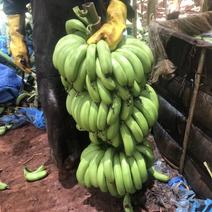 热带水果优质精品的芭茜香蕉，全国各地可发，有需要的请