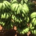 热带水果优质精品的芭茜香蕉，全国各地可发，有需要的请联系