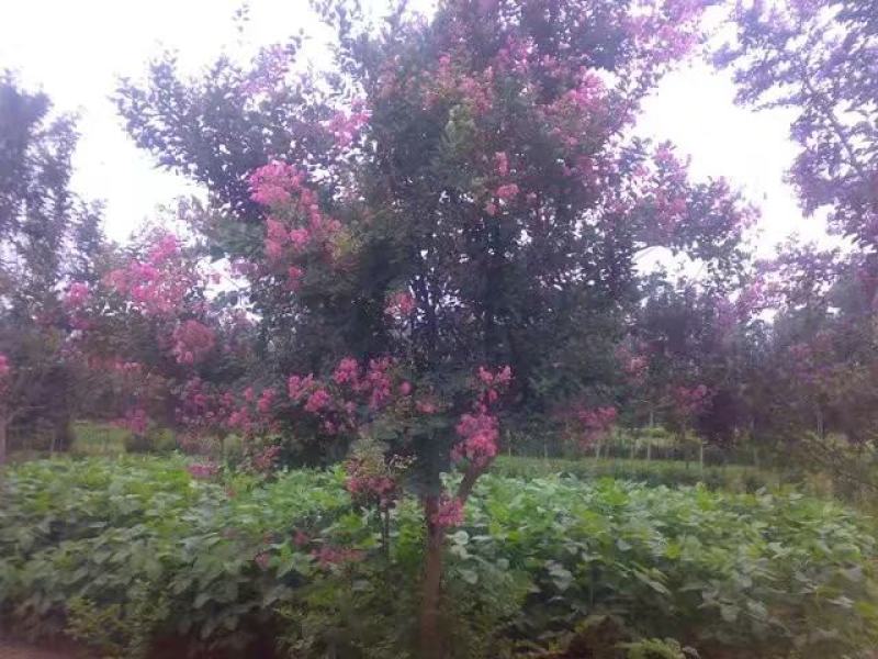 紫薇树苗庭院百日红红花紫薇花期超长工程苗木