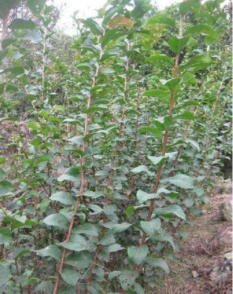 紫薇树苗庭院百日红红花紫薇花期超长工程苗木