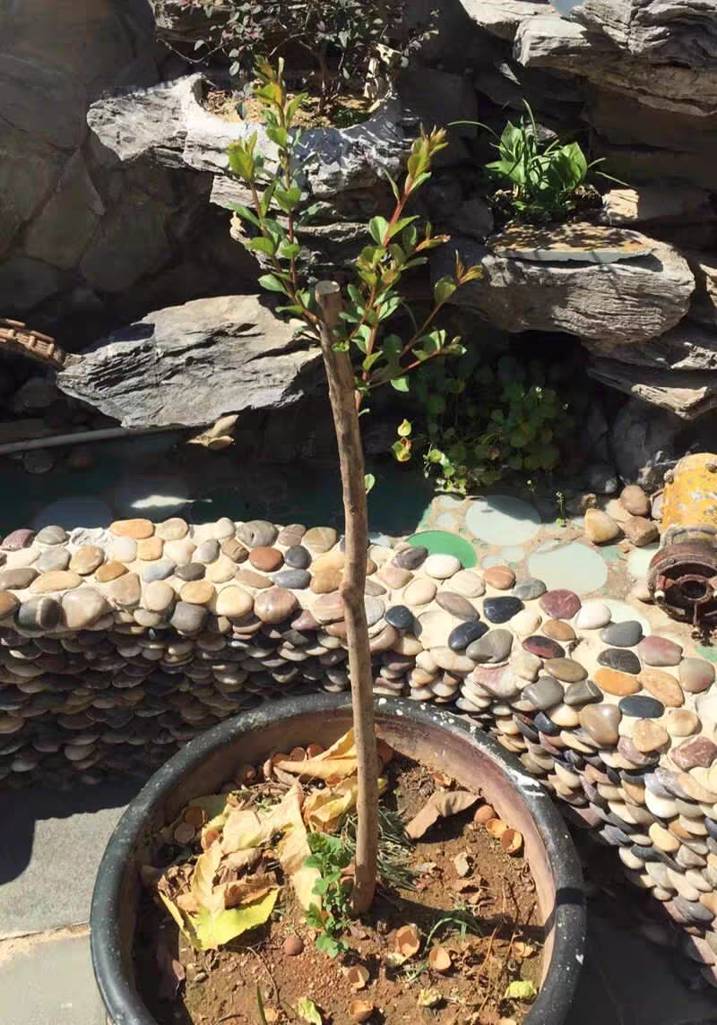 紫薇树苗庭院百日红红花紫薇花期超长工程苗木