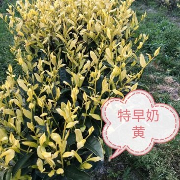 乌牛早茶苗，苗子质量好，纯度高，根系发达