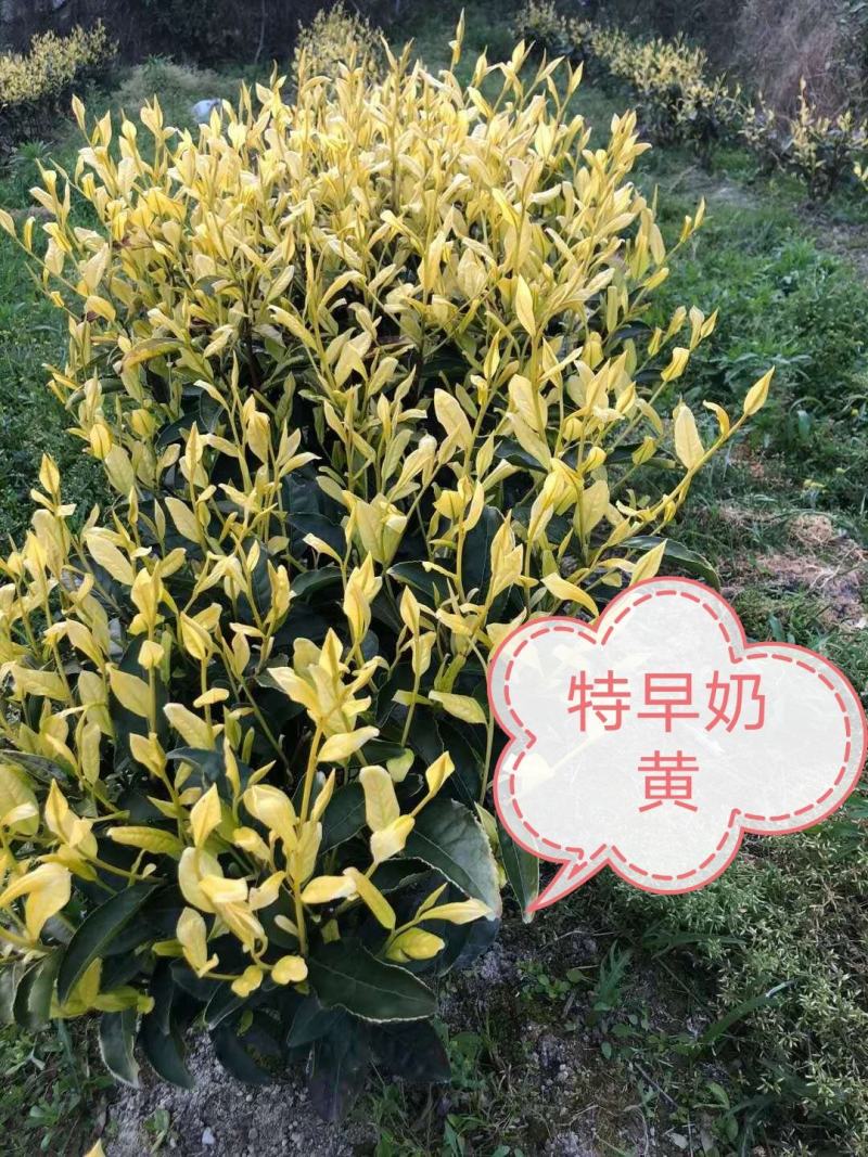 乌牛早茶苗，苗子质量好，纯度高，根系发达