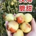 冬枣产地冬枣基地冬枣批发冬枣供应冬枣价格