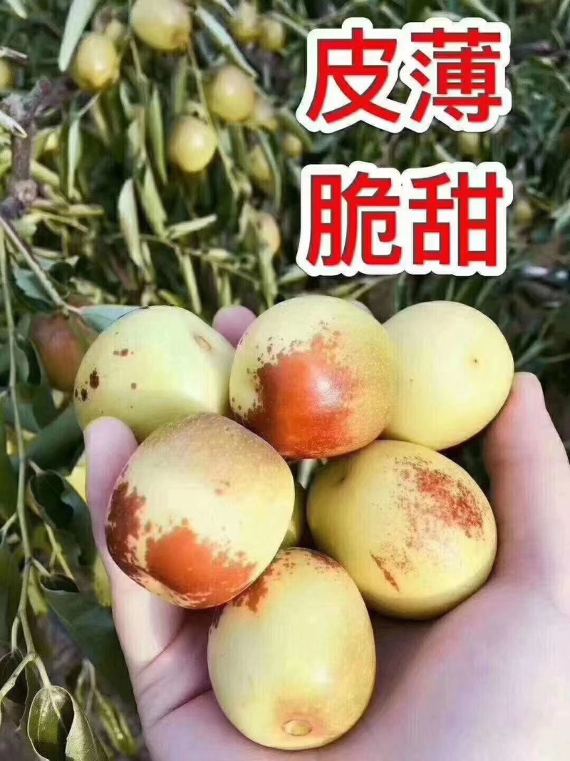 冬枣产地冬枣基地冬枣批发冬枣供应冬枣价格