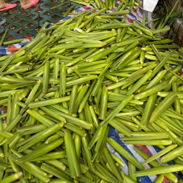 磐安，高三茭白新上市