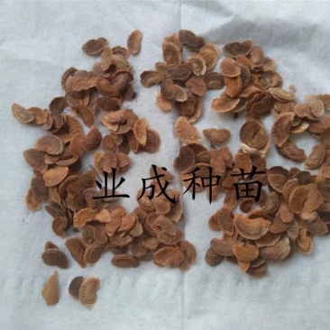 木荷种子荷木荷树防火林专用
