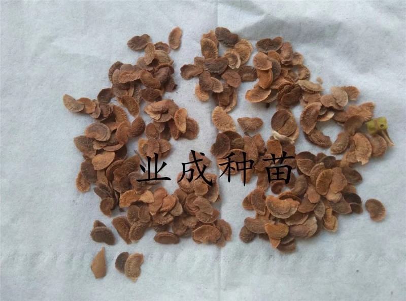 木荷种子荷木荷树防火林专用
