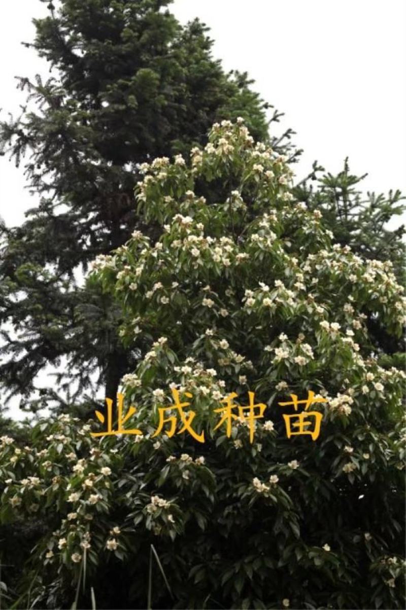 木荷种子荷木荷树防火林专用