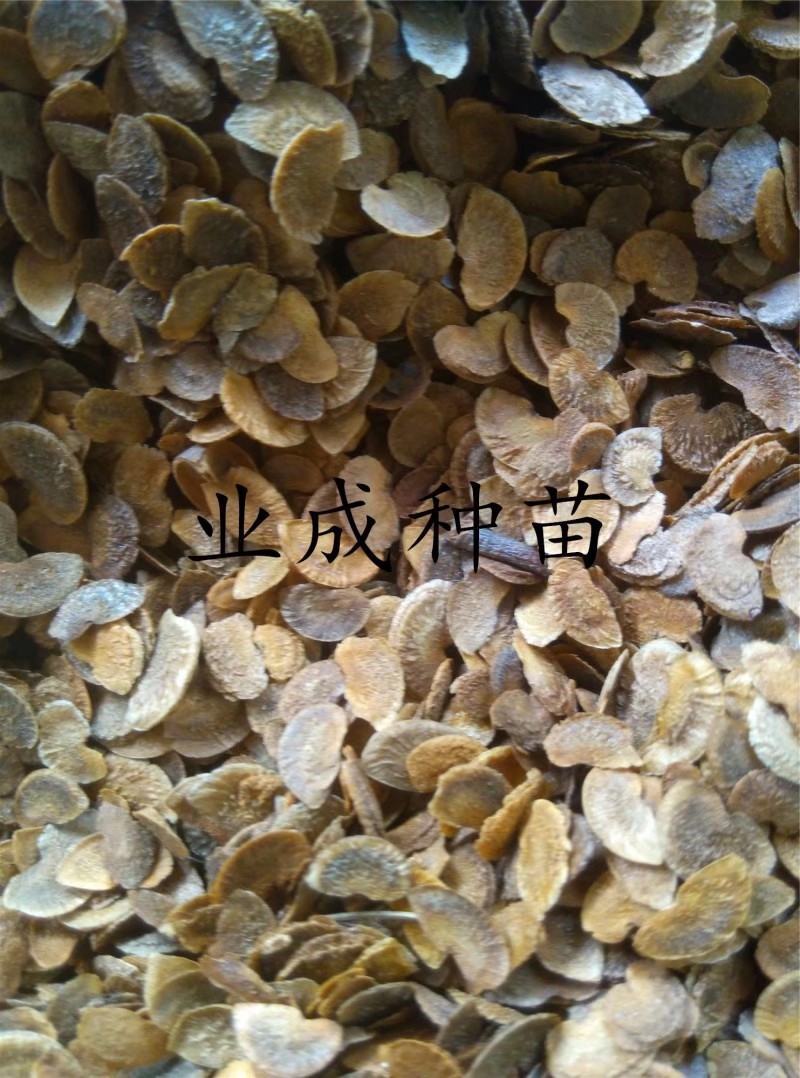 木荷种子荷木荷树防火林专用
