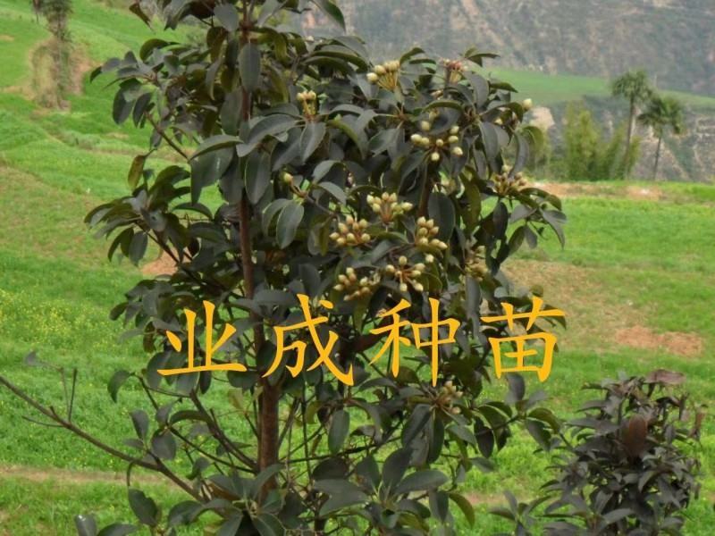 木荷种子荷木荷树防火林专用