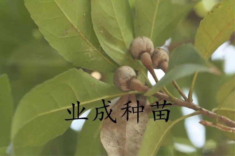 木荷种子荷木荷树防火林专用