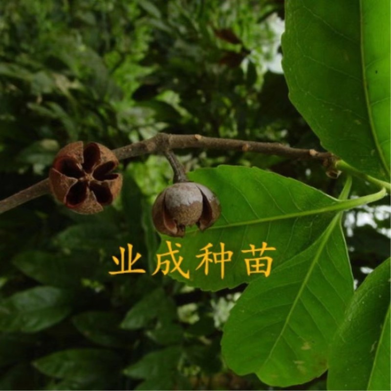 木荷种子荷木荷树防火林专用