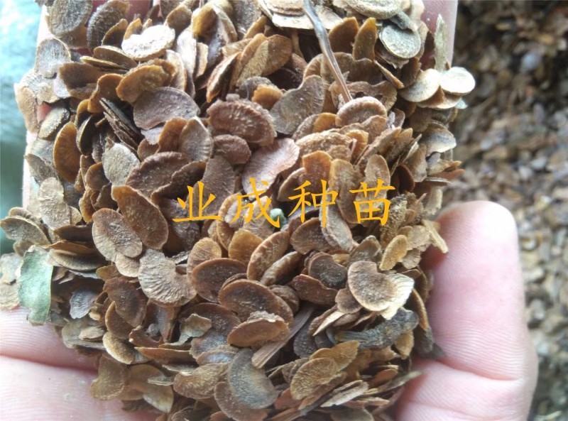 木荷种子荷木荷树防火林专用