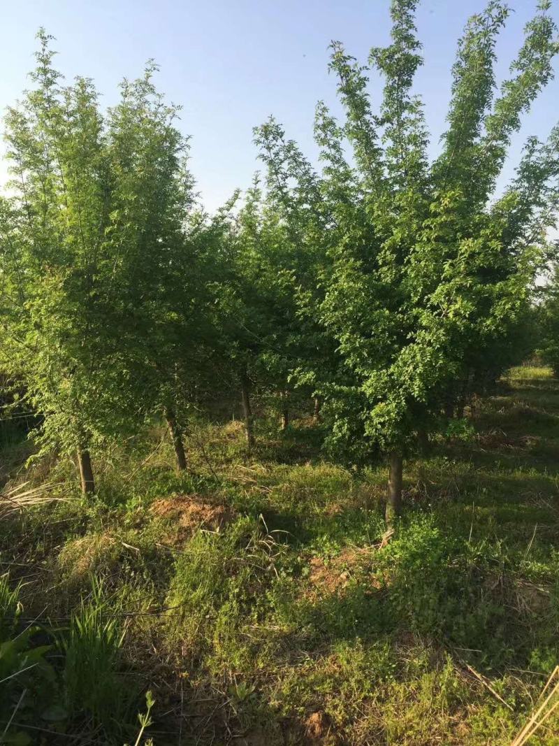 对接白蜡3-5公分价格18