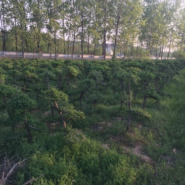 对接白蜡6-10公分造型2年400棵160一颗！可以挑选