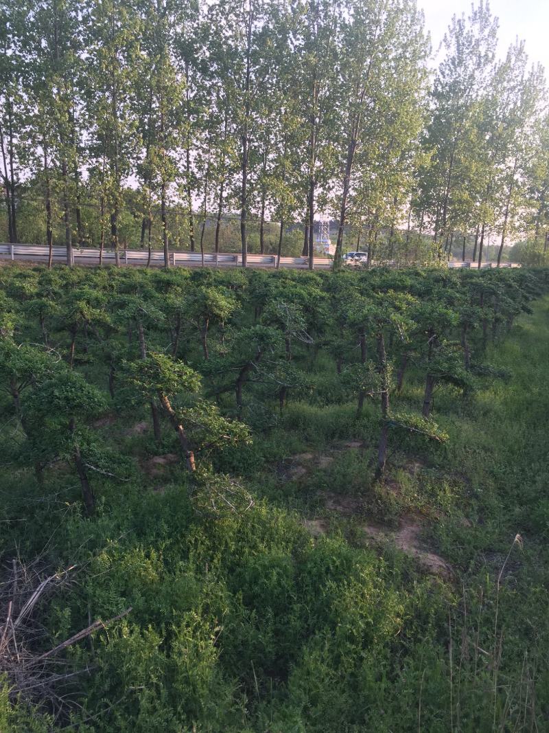 对接白蜡6-10公分造型2年400棵160一颗！可以挑选