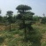 对接白蜡6-10公分造型2年400棵160一颗！可以挑选