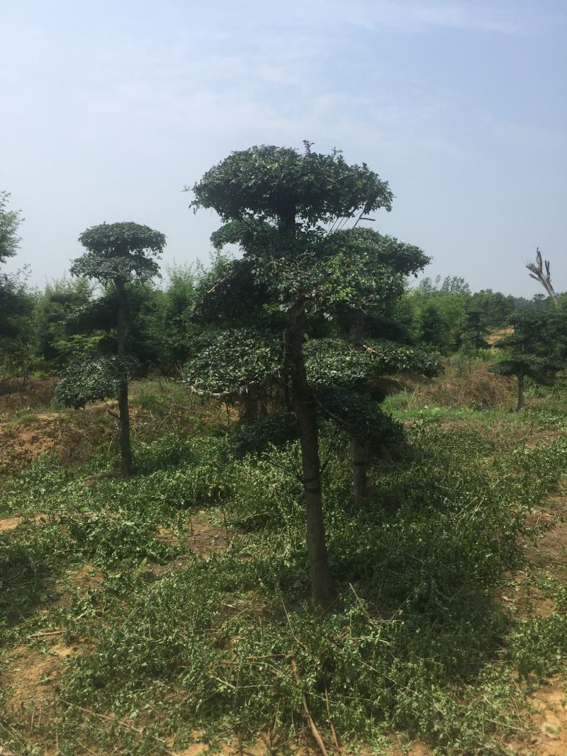 对接白蜡6-10公分造型2年400棵160一颗！可以挑选