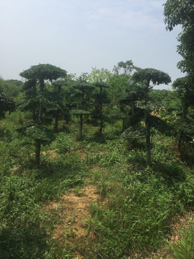 对接白蜡6-10公分造型2年400棵160一颗！可以挑选