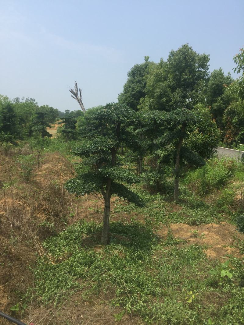 对接白蜡6-10公分造型2年400棵160一颗！可以挑选