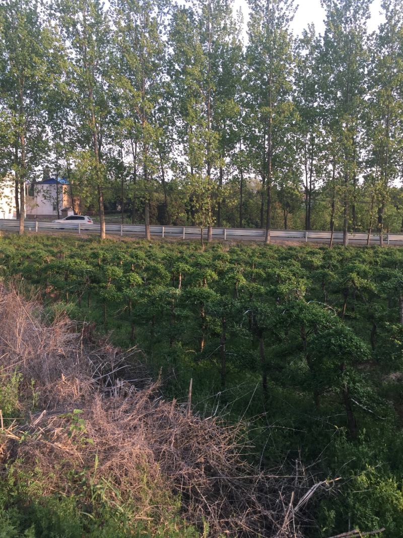 对接白蜡6-10公分造型2年400棵160一颗！可以挑选
