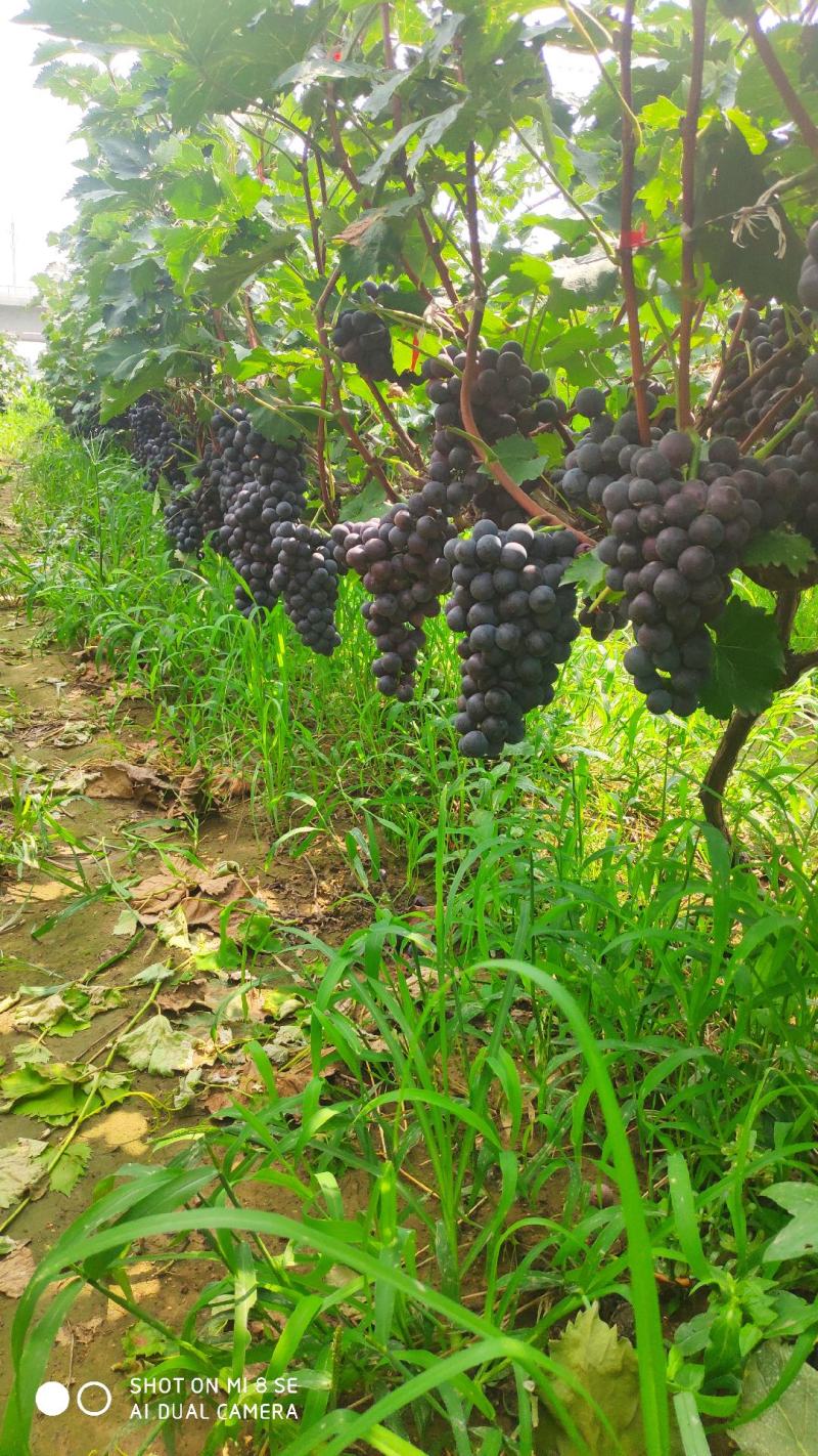巨峰葡萄大量上市万亩葡萄基地沂蒙山产地大量供应