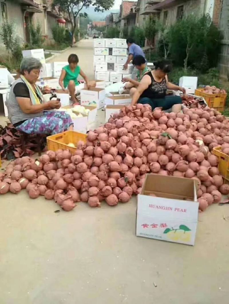 梨黄金梨丰水梨圆黄梨秋月梨产地直发低价好货脆甜多汁