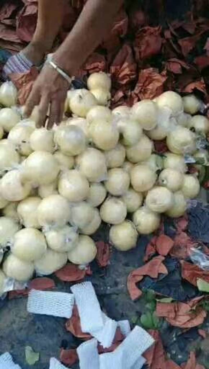 梨黄金梨丰水梨圆黄梨秋月梨产地直发低价好货脆甜多汁