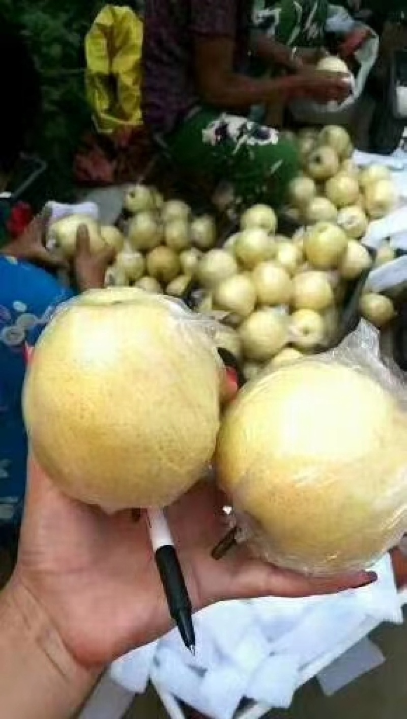 梨黄金梨丰水梨圆黄梨秋月梨产地直发低价好货脆甜多汁