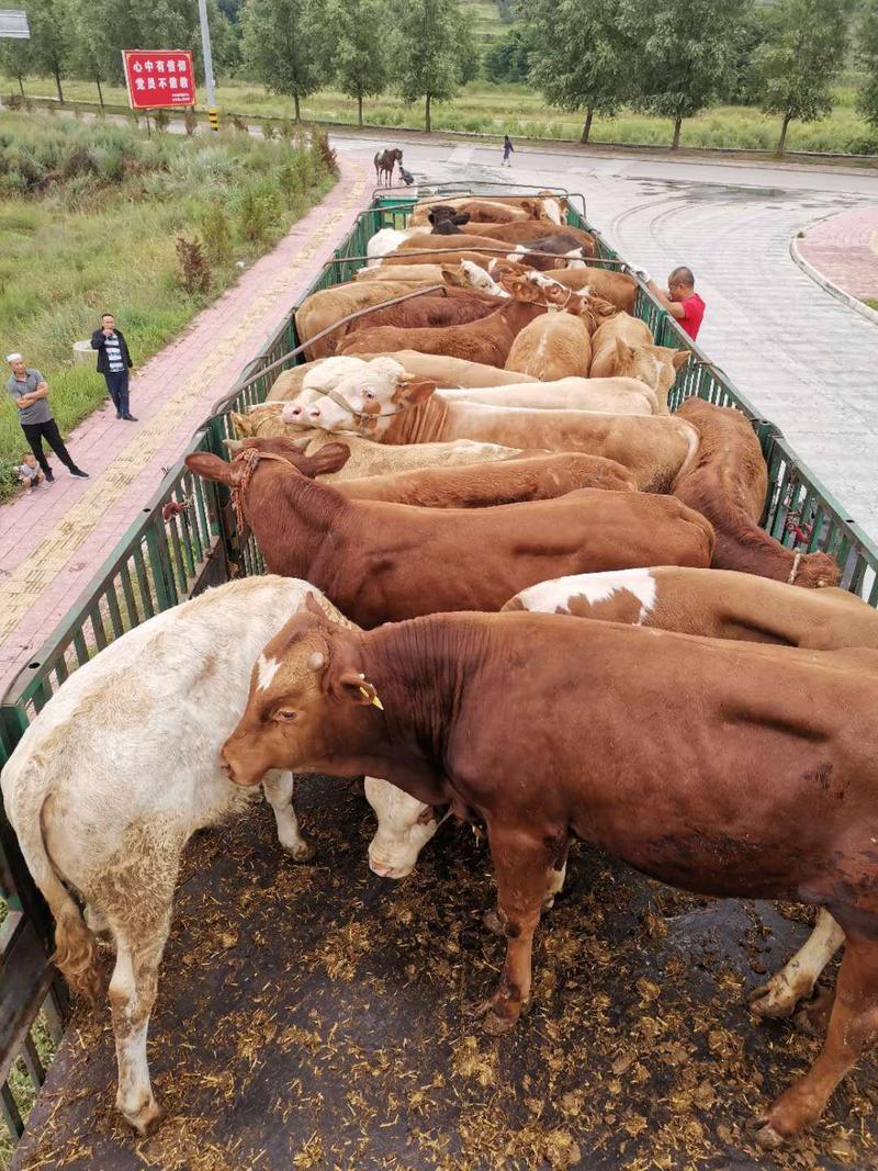 【厂家特惠】西门塔尔牛品种齐全品质保证欢迎采购