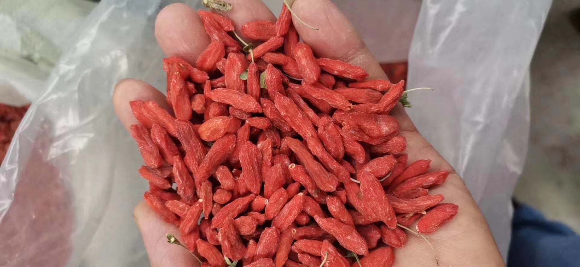 红枸杞与肝脏结构对比示意图