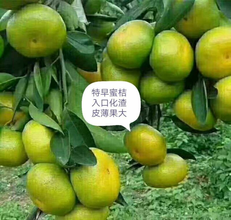 蜜橘云南蜜桔，主供电商，社团，商超，批发市场等，可以整