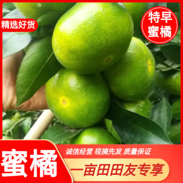 特早蜜橘大量走货产地一手货源规格齐全口感好卖相好